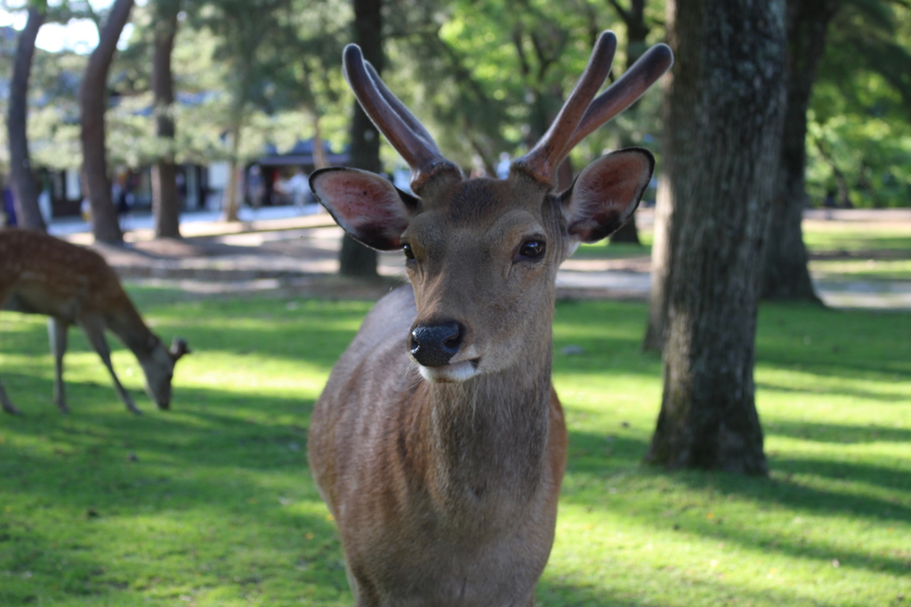 奈良公園での出会い