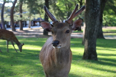 奈良公園での出会い