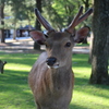 奈良公園での出会い