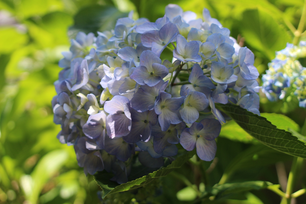 アジサイ