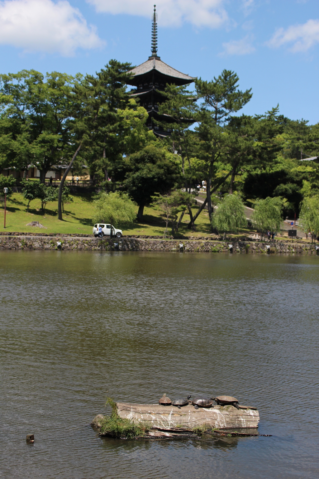 猿沢池　五重塔を眺める亀