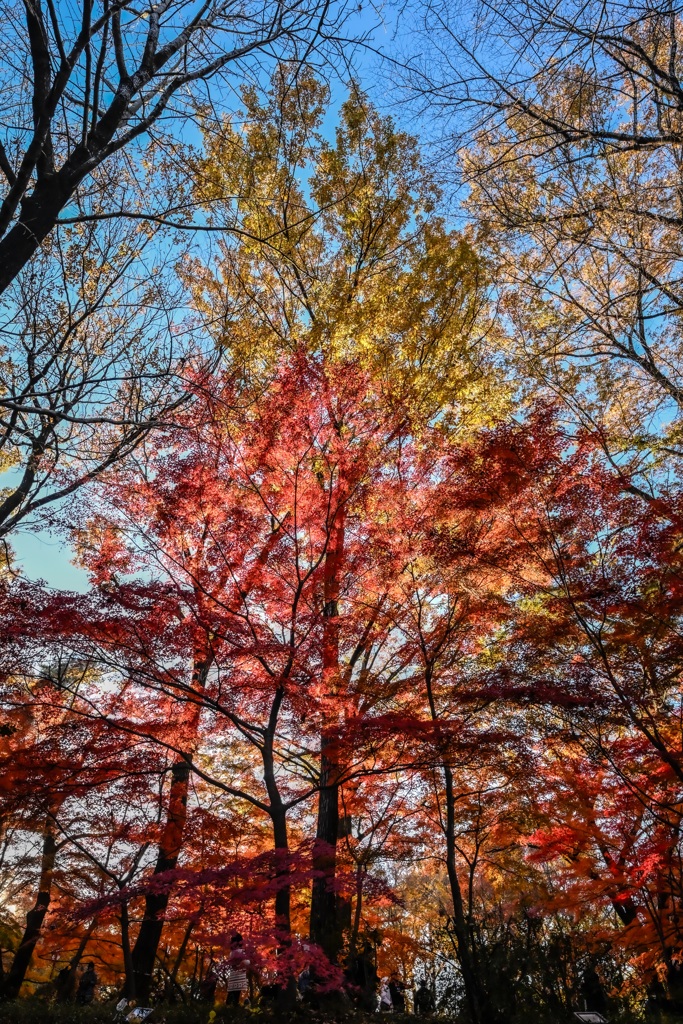 紅葉2024_2