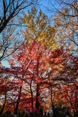紅葉2024_2