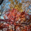紅葉2024_2