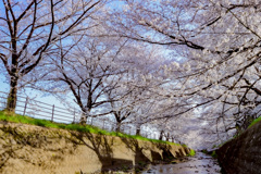 桜回廊_2025