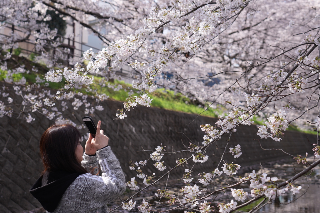 満開の桜