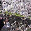 満開の桜