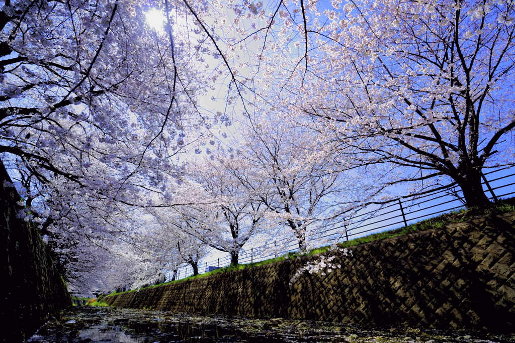 平成最後の桜_2