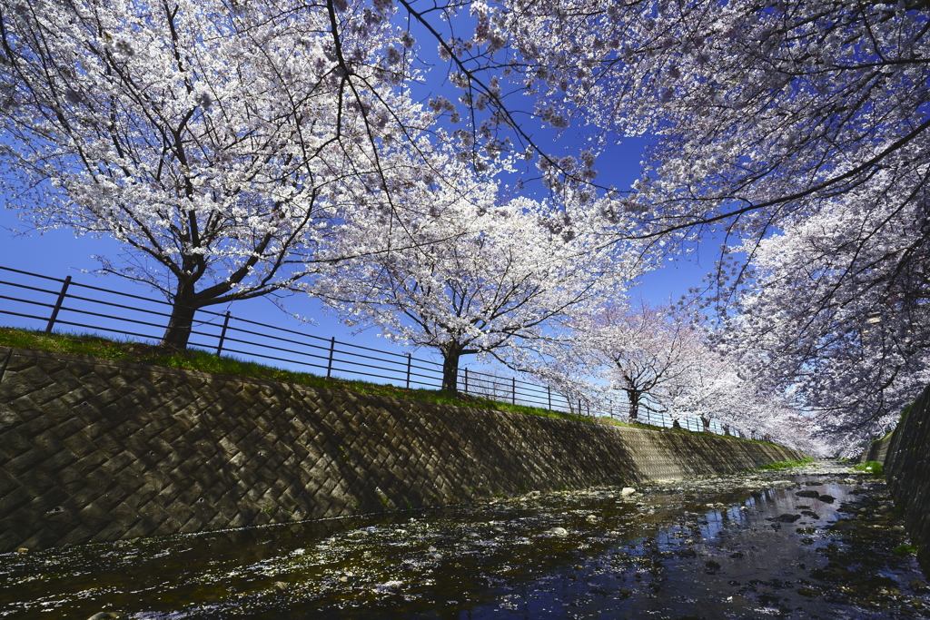 平成最後の桜_1