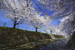 平成最後の桜_1