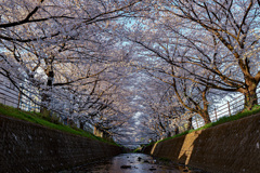 日の出と共に満開の桜へ・・・