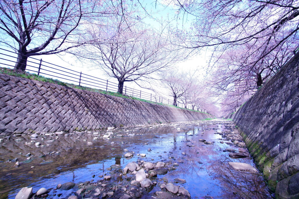 桜回廊_2020_1