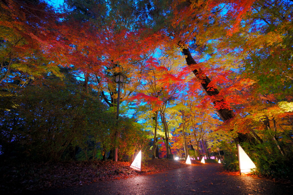 紅葉Night_2019_1