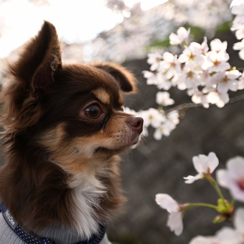 初めての桜