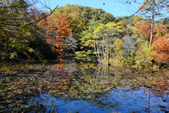 紅葉の水鏡