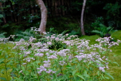 祇王寺のお花