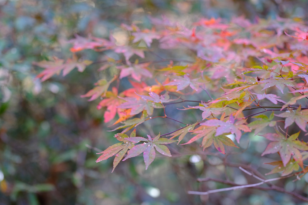 順光で