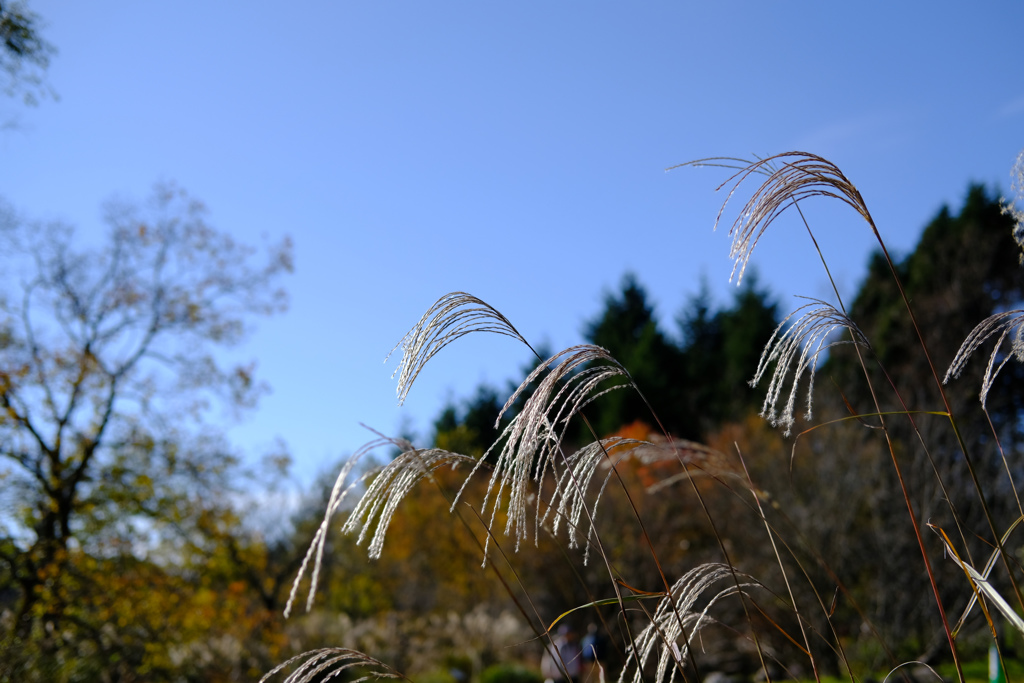 紅葉の息抜きで