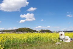 春が来た？！