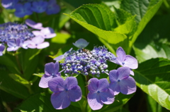 紫陽花とミツバチ？