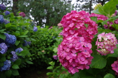 神社の紫陽花