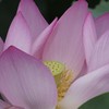 蓮１