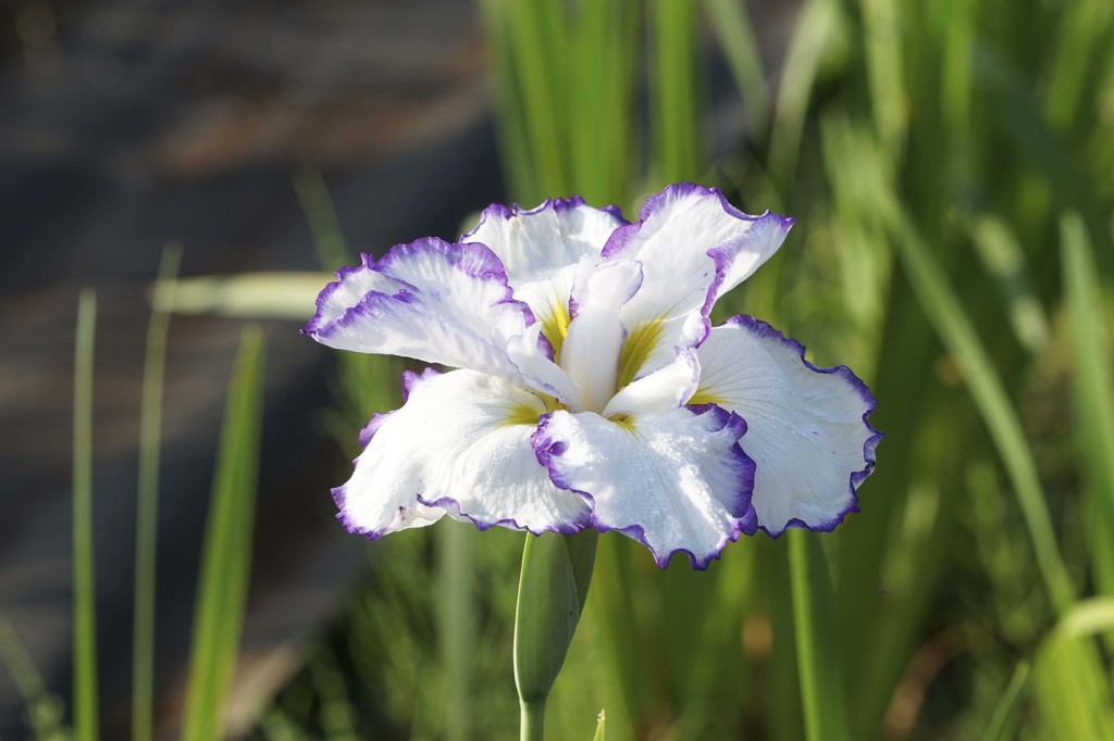 菖蒲１