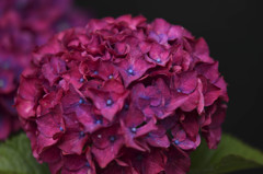 紅紫陽花