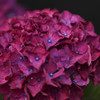 紅紫陽花