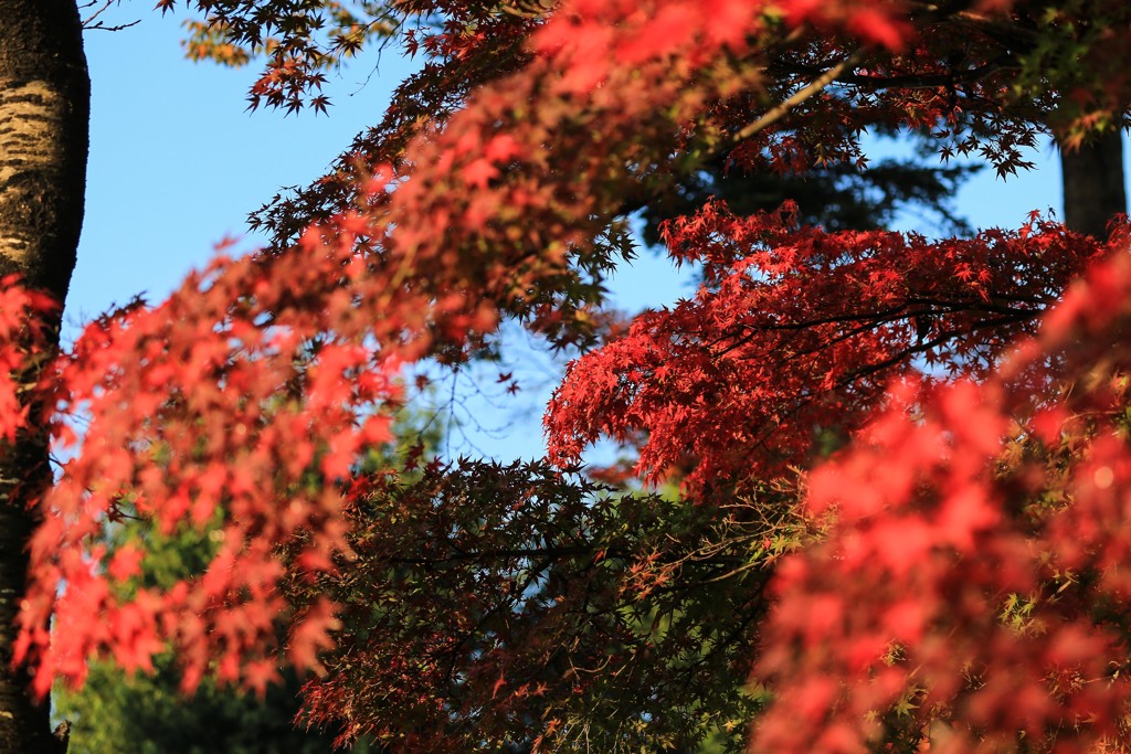 奥も紅葉