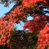 奥も紅葉