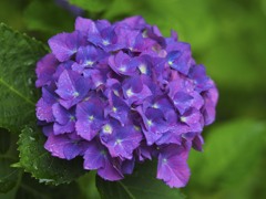 定番紫陽花