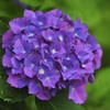 定番紫陽花