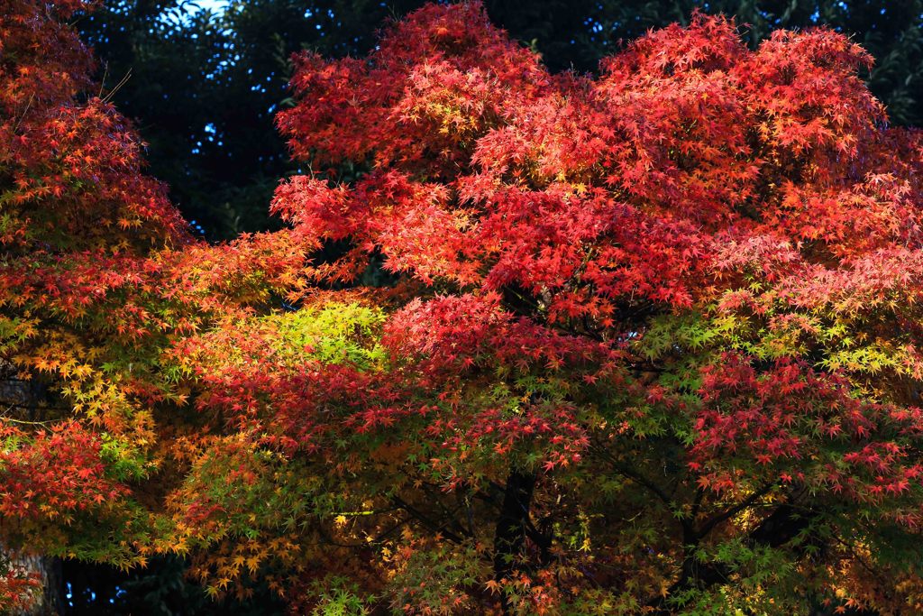 深林紅葉
