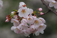 春雨桜
