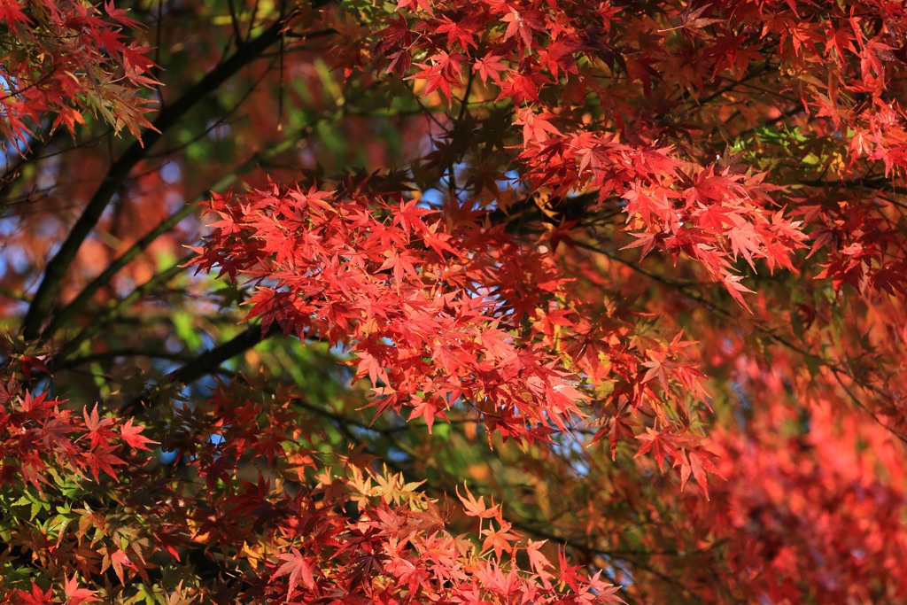 日向紅葉