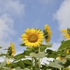 もう夏です。