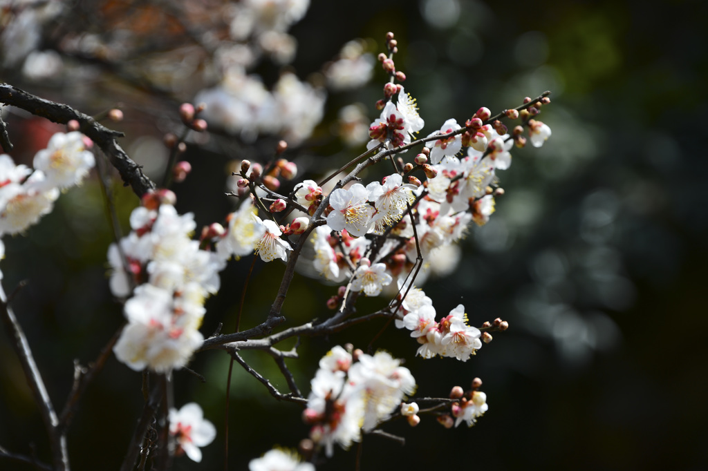 梅桜