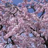 ぼんぼり