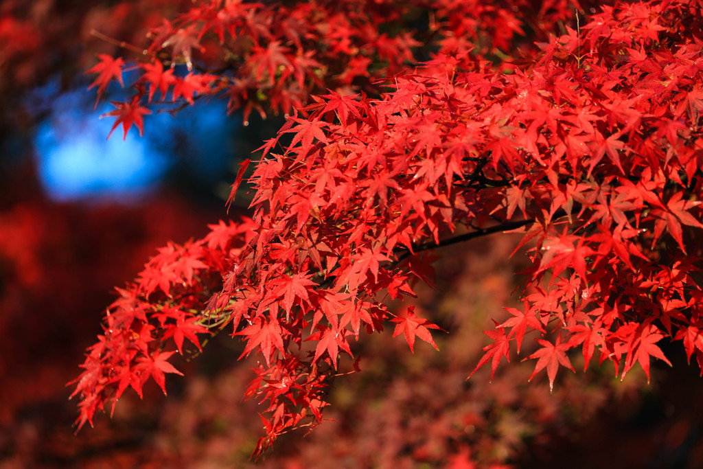 紅01