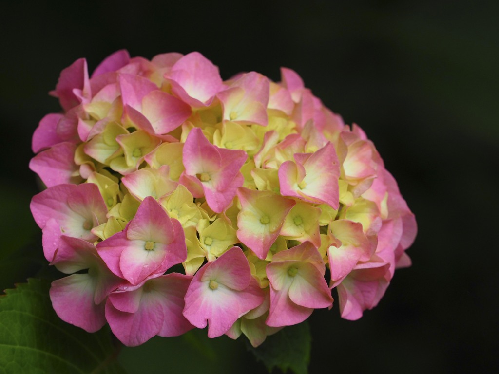 紫陽花3