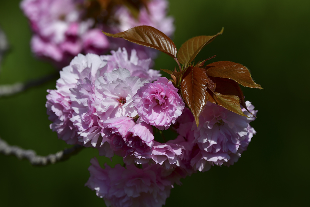 2017八重桜01