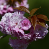2017八重桜01