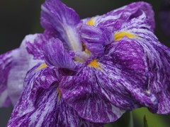 マゼンダな菖蒲