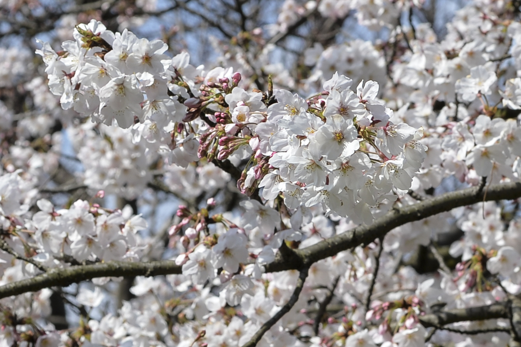 2017桜