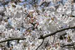 2017桜