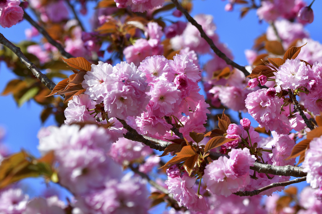 飛行機より桜