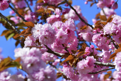 飛行機より桜