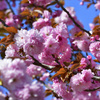 飛行機より桜