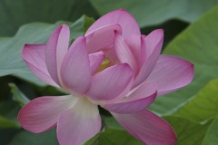 もう咲きます！